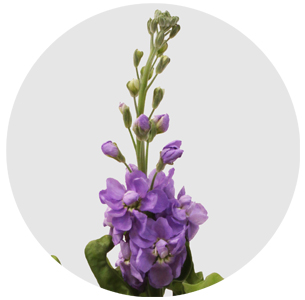 Левкой светло-сиреневый (Милка)