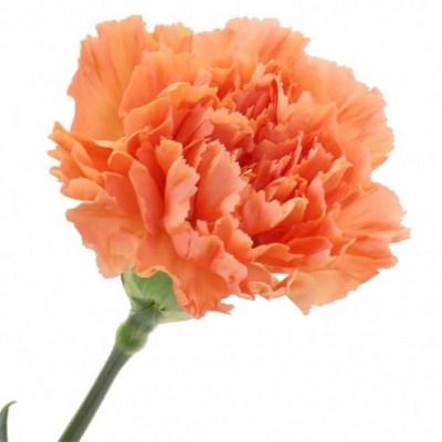 Гвоздика стандарт оранжевая