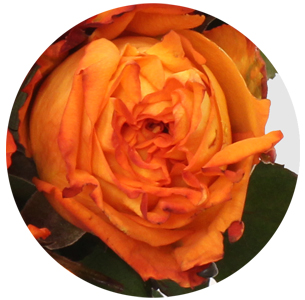 Роза Читос (Cheetos)