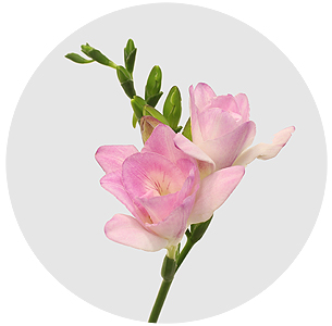 Фрезия Ханимун (Honeymoon)