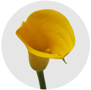 Калла мини желтая