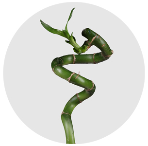 Драцена Сандера (бамбук спиральный)