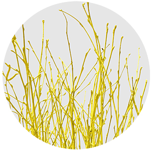 Берёза крашеная жёлтая (Berken painted yellow)