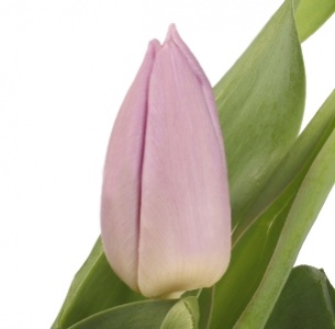 Тюльпан сиреневый (lila)