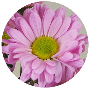 Хризантема кустовая Катинка (Katinka)