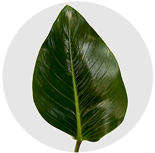 Филодендрон Конго (Congo)