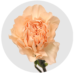 Гвоздика стандарт Мизуки (Mizuki)