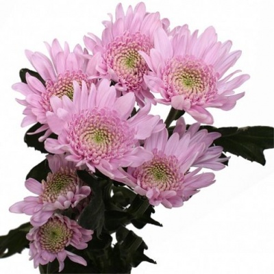 Хризантема кустовая Капкейк (Cupcake)