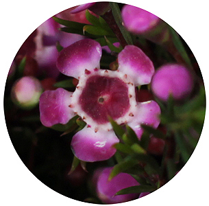 Ваксфлауэр Пёпл прайд (Purple Pride)