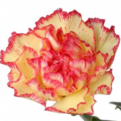 Гвоздика стандарт Виана желтая (Viana yellow)