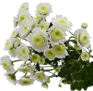 Хризантема кустовая Сталлион белая (Stallion white)