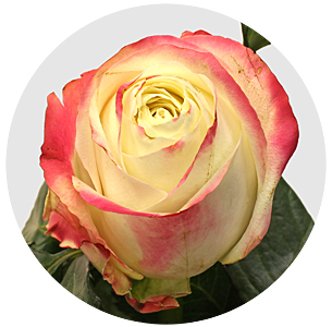 Роза Распберри пёпл (Raspberry Purple)