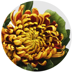 Хризантема одноголовая Том Пирс (Tom Pearce)