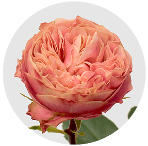 Роза Викториан классик (Victorian Classic)