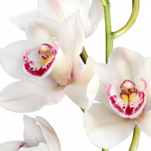 Цимбидиум мини