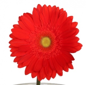 Гербера Ред Эксплоужн (Red Explosion)