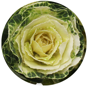 Брассика Крейн белая (Crane White)