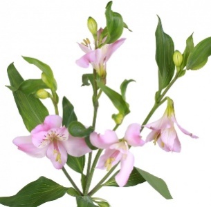 Альстромерия розовая