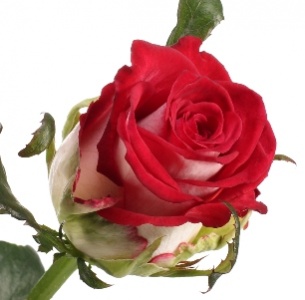 Роза Парадизо (Paradiso)