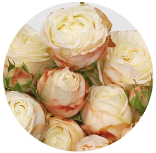 Роза  кустовая Бомбастик (Bombastic) 