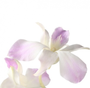 Дендробиум бело-фиолетовый