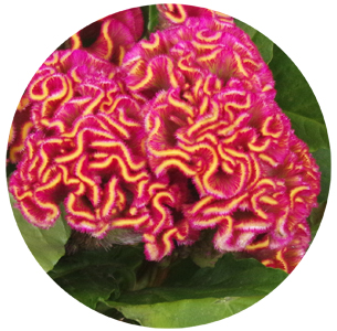 Целозия гребенчатая розовая