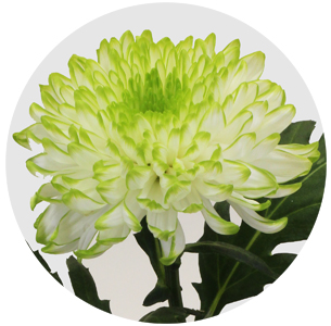 Хризантема одноголовая Зембла лайм (Zembla lime)