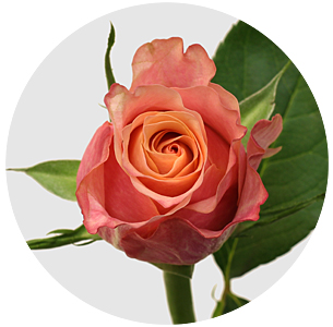 Роза Джабулани (Jabulani)