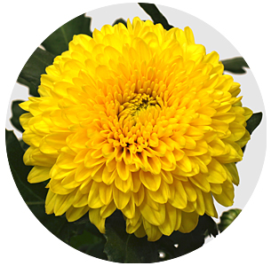 Хризантема одноголовая Паладов санни (Paladov Sunny)