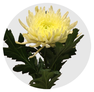 Хризантема одноголовая Топспин (Topspin)
