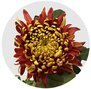 Хризантема одноголовая Ханенбург (Hanenburg)