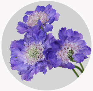 Скабиоза лавандовая скуп (Scabiosa Lavender Scoop)