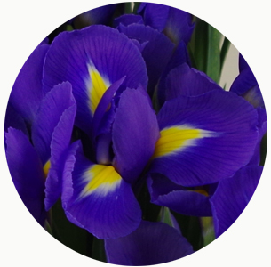 Ирис Блю Мейджик (Blue Magic)