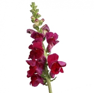 Антирринум бордовый