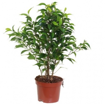 Фикус Бенджамина (Ficus Benjamina)