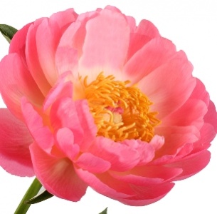 Пион розовый
