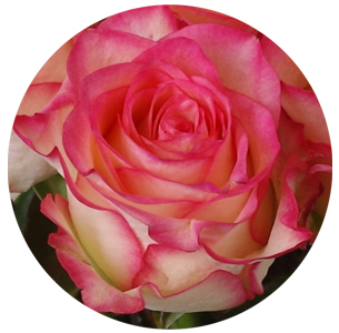 Роза Джамиля (Jumilia)