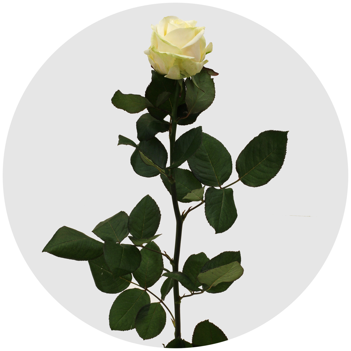 Роза Фо сизонс (Four Seasons)