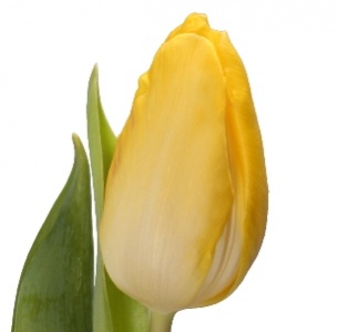 Тюльпан желтый mix (Jellow mix)