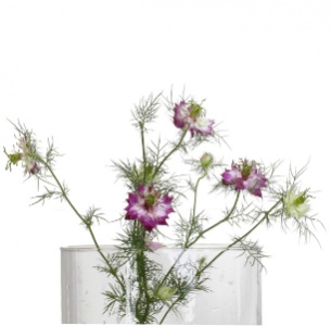 Нигелла бело-розовая