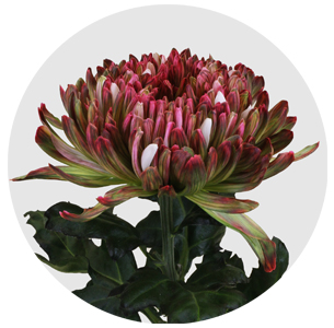 Хризантема одноголовая Антонов крашеный зелёно-розовый (Antonov Green/Pink)