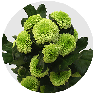 Хризантема кустовая Сантини Гринстоунз (Santini Greenstones)