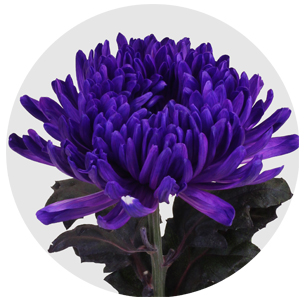 Хризантема одноголовая Антонов крашеный Эрика (Antonov Erica)