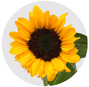 Подсолнух Соня (Sonja)