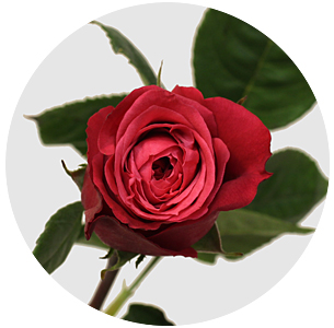 Роза Черри О (Cherry O) Роза Черри О (Cherry O)