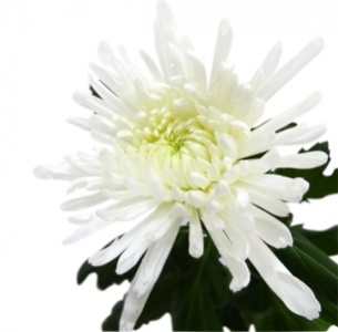 Хризантема одноголовая Антонов белый (Antonov white)
