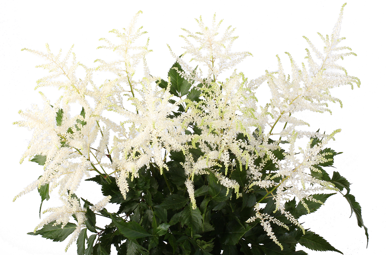 Астильба белая