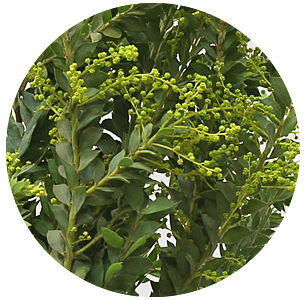 Мимоза Сент-Элен (Sainte Helene)