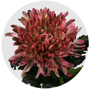 Хризантема одноголовая Антонов Гортензия (Hortensia)