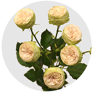 Роза кустовая Мэнсфилд Парк (Mansfield Park)